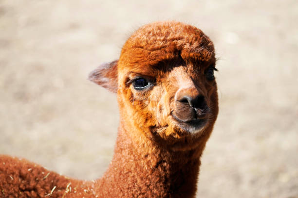 istock Portrait of an alpaca 1310779045