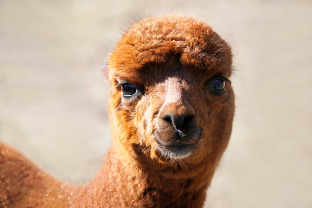 istock Portrait of an alpaca 1310779046