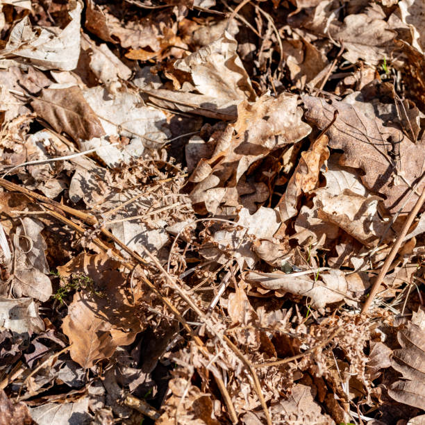 istock Woodland texture fallen leaves, seeds and ground plants 1310779357