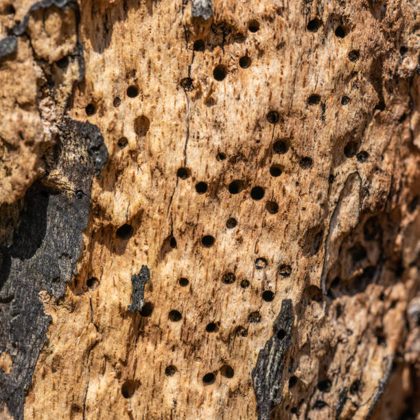 A closeup shot of the weathered bark and cavities of a tree