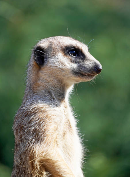 istock Portrait of a meerkat 1310779700