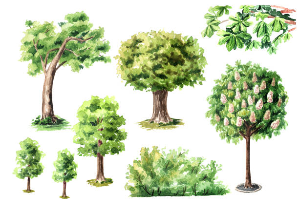 zestaw drzew miejskich, akwarela ręcznie rysowana ilustracja izolowana na białym tle - elm tree obrazy stock illustrations