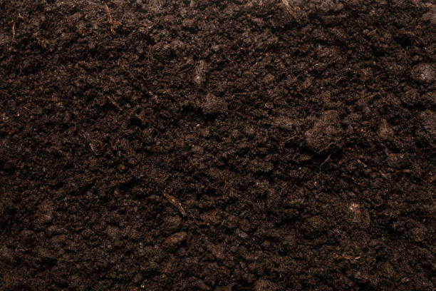 istock Black land for plant background. 1310780722