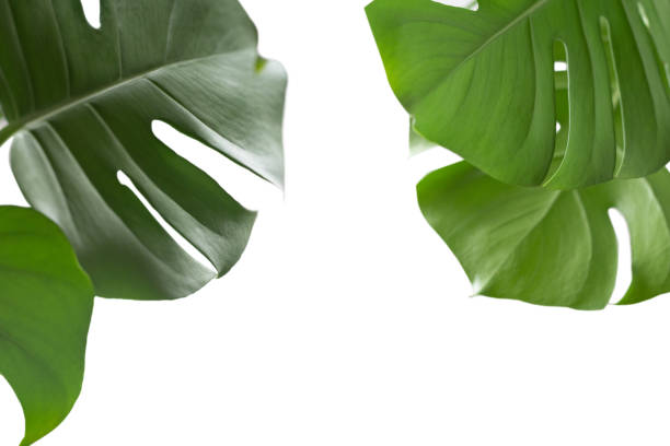 istock Green plant monstera on white background. 1310780775