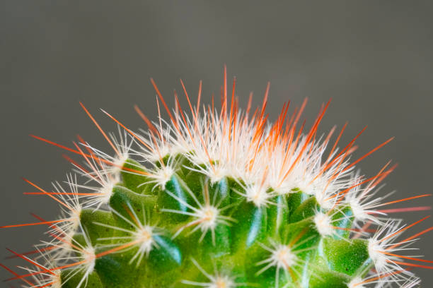 istock Close up of a green prickly cactus 1310781657