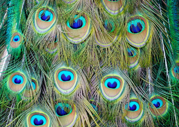 istock Close up of peacock feathers 1310782195