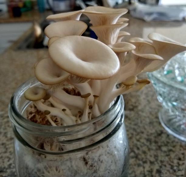 istock Homegrown oyster mushrooms 1310783376