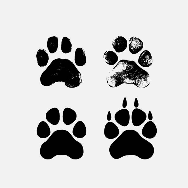 호랑이, 개 또는 고양이 세트 발 인쇄 동물 애플 리 케이 션 및 웹사이트에 대 한 평면 아이콘. 그래픽 디자인에 대한 템플릿 컬렉션입니다. 벡터 그림입니다. 흰색 배경에 격리. - dog stock illustrations
