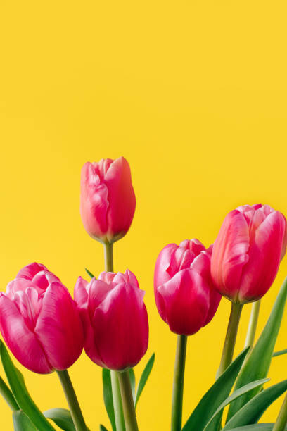 istock Fresh tulip flowers on a yellow background. 1310784638