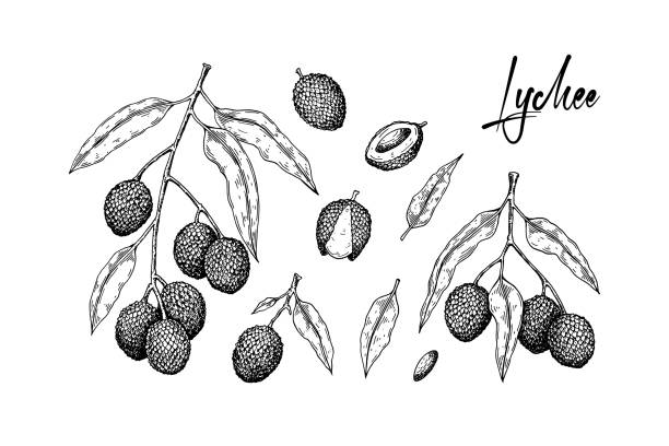 ilustraciones, imágenes clip art, dibujos animados e iconos de stock de conjunto de frutos de lichi dibujados a mano, ramas y hojas aisladas sobre fondo blanco. ilustración vectorial en detalle estilo de boceto - lichi