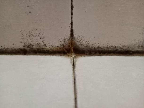 カビ、真菌 - mold damaged toxic mold mildew ストックフォトと画像