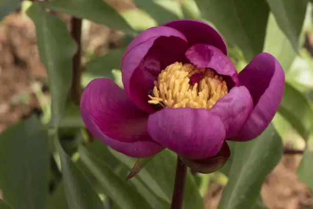 Photo of Paeonia broteroi plant with huge deep pink flowers, large hairy ovaries and stamens of intense saffron yellow, green leaves, red stems and spherical buds