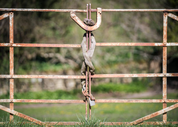 istock Padlock and chain wrapped around old white rusty metal gate with iron security clasp closed and locked. 1310787085