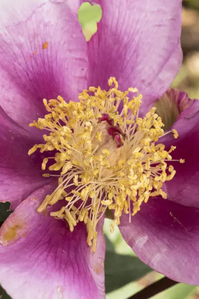 Photo of Paeonia broteroi plant with huge deep pink flowers, large hairy ovaries and stamens of intense saffron yellow, green leaves, red stems and spherical buds
