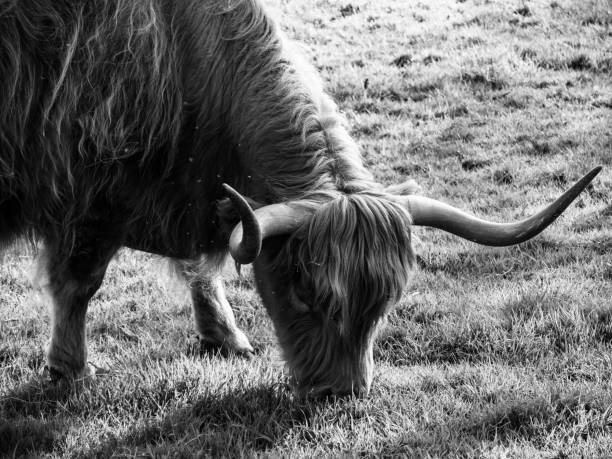 istock Beautiful bw photo 1310787456