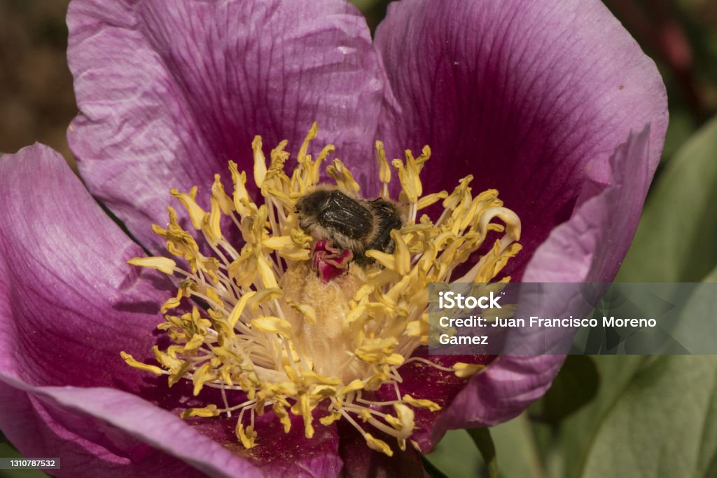 Paeonia Broteroi Pflanze Mit Riesigen Tiefrosa Blüten Großen Haarigen