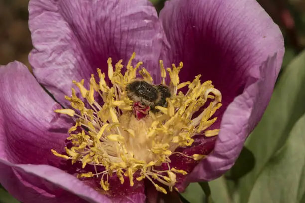 Photo of Paeonia broteroi plant with huge deep pink flowers, large hairy ovaries and stamens of intense saffron yellow, green leaves, red stems and spherical buds