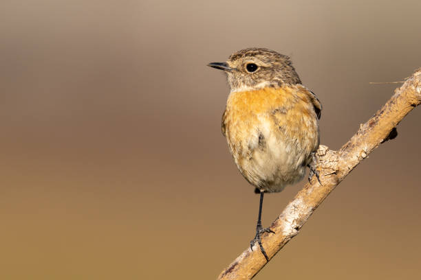 istock The African stonechat or common stonechat 1310788256