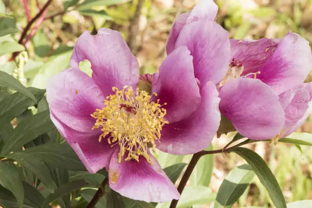 Photo of Paeonia broteroi plant with huge deep pink flowers, large hairy ovaries and stamens of intense saffron yellow, green leaves, red stems and spherical buds