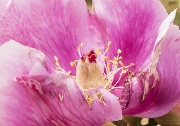 Photo of Paeonia broteroi plant with huge deep pink flowers, large hairy ovaries and stamens of intense saffron yellow, green leaves, red stems and spherical buds