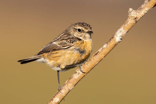istock The African stonechat or common stonechat 1310788285