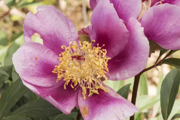 Photo of Paeonia broteroi plant with huge deep pink flowers, large hairy ovaries and stamens of intense saffron yellow, green leaves, red stems and spherical buds