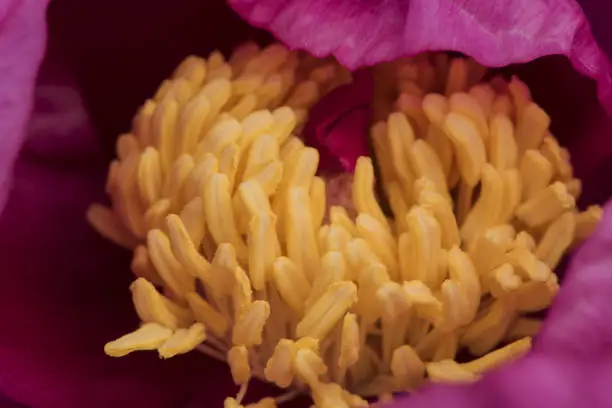 Photo of Paeonia broteroi plant with huge deep pink flowers, large hairy ovaries and stamens of intense saffron yellow, green leaves, red stems and spherical buds