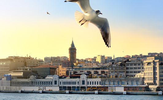 Aerial view of Beyoglu district with old houses and Galata Tower on top in Istanbul, Turkey. Bay Golden Horn. Flying seagull. Travel, tourism and sightseeing spots in Asia.