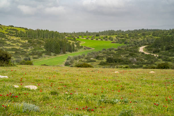 istock Adullam Region, Israel 1310792315