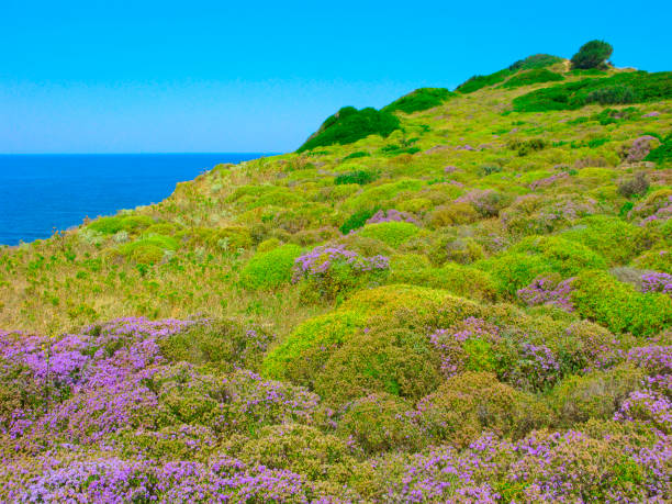 Greece, Sporades, Skiathos island. Picturesque landscape of the island with thyme on hillside by the sea.
