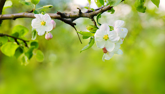 Apple tree blossom close-up on a defocused background. Beautiful bokeh light.