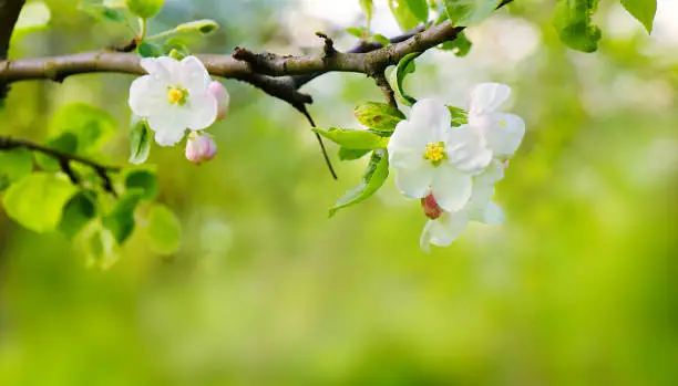 Photo of Branch with white Apple blossom on blur green background