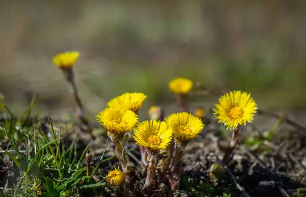 Coltsfoot (Tussilago farfara) perennial herbaceous plant blooming in early spring. Beautiful yellow coltsfoot flowers growing on meadow. Coltsfoot is widespread across Europe, Asia, and North Africa