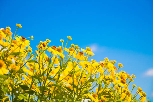 belo fundo de verão da natureza com flores de helenium - plant soft focus outdoors flower head - fotografias e filmes do acervo