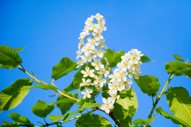 A bird cherry tree (Prunus padus) blooming in spring.
