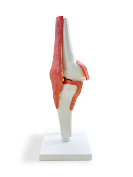 Photo of Anatomical Model of a human knee
