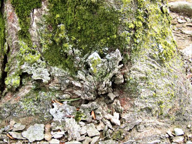 istock Japan. April. Old tree trunk in spring. Natural background. 1310796986