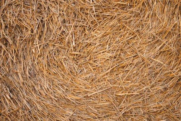 istock Dry hay bale as agricultural background 1310797139