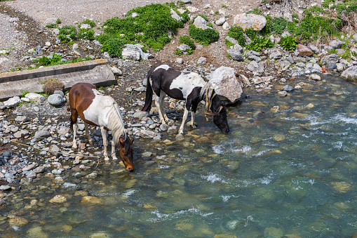 Horses on a leash at a watering hole. Agricultural herd. Stallions in the river. Drinker animals. Piebald color