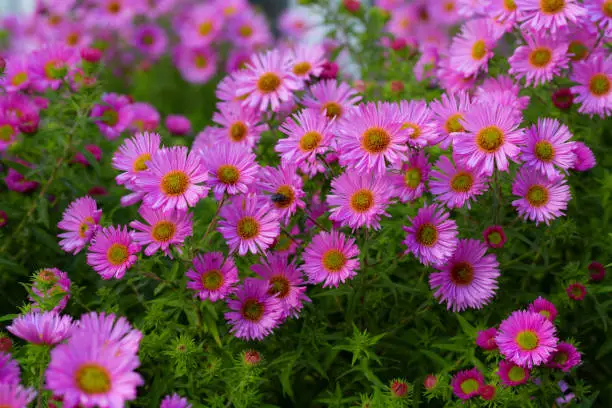 Pink asters flowerbed. Beautiful flowers in the garden. Aster petals close up. Bright romantic floral background. Purple flowers on a green background. Flowering plant