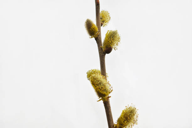 istock spring willow pussy flower on blue sky background 1310798199