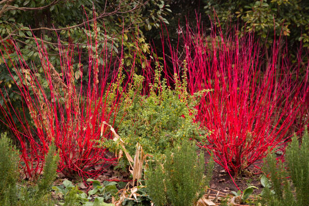 Red Reeds Between Green Bushes stock photo