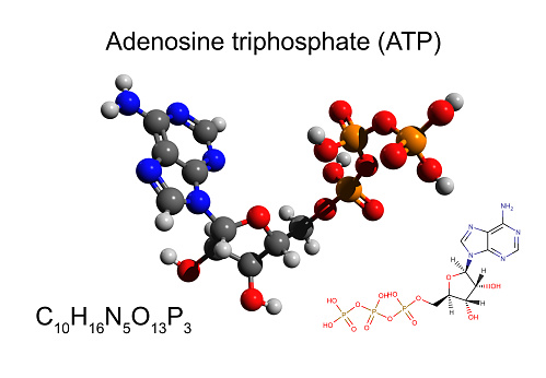 Adenosine triphosphate (ATP) is an organic compound and hydrotrope that provides energy to drive many processes in living cells.