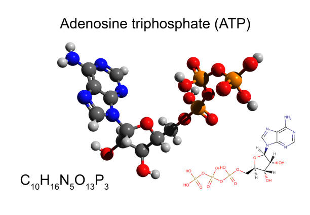 химическая формула, скелетная формула и 3d шар-и-палка модель аденозинтрифосфата (atp), белый фон - hydrogen molecule white molecular structure стоковые фото и изображения
