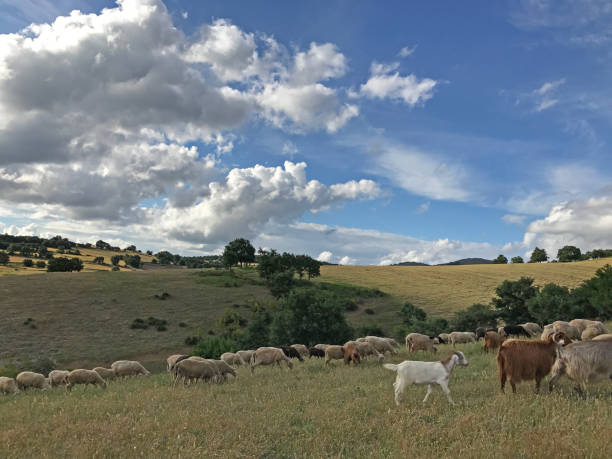 istock Flock of sheeps grazing 1310800180