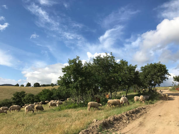 istock Flock of sheeps grazing 1310800184