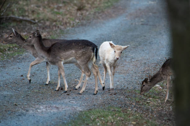 istock an albino deer on a forest road 1310800469