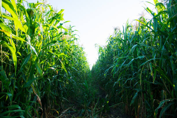 istock Bushes of corn on a background of blue sky 1310800516
