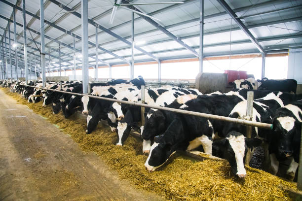 istock Cows on the farm in winter. Dairy cows 1310801193