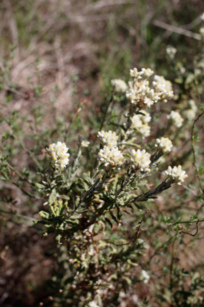 istock PSEUDOGNAPHALIUM BIOLETTII BLOOM - TOPANGA SP - 021721 B 1310801362